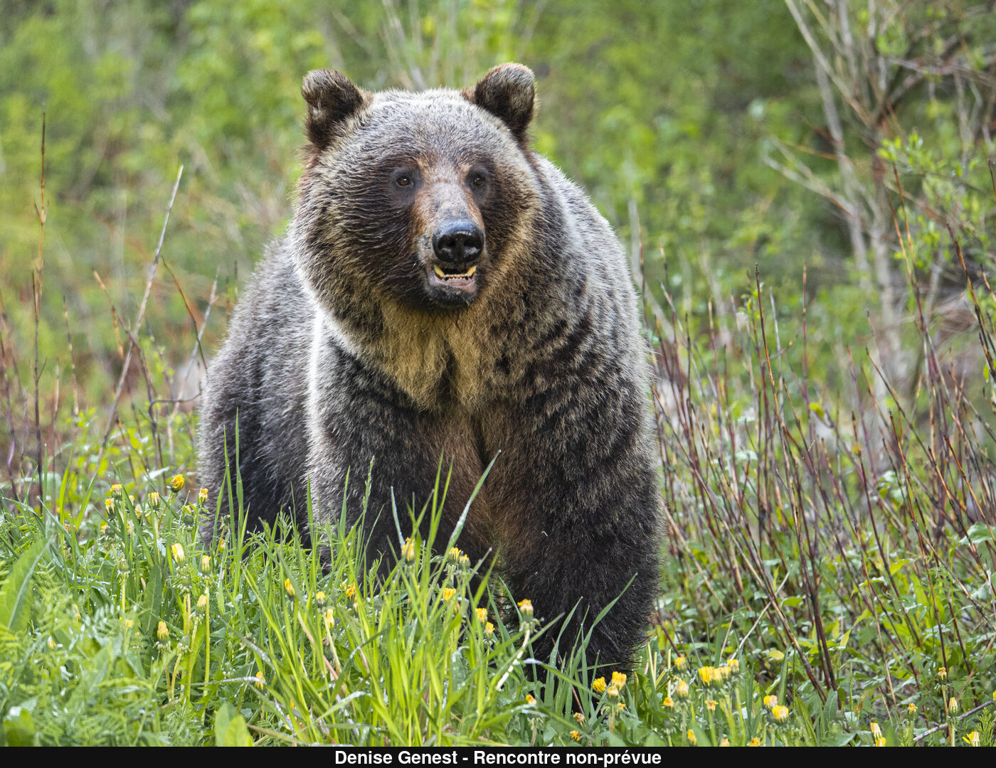 (C) Auteur de la photographie - Respectez le droit d'auteur