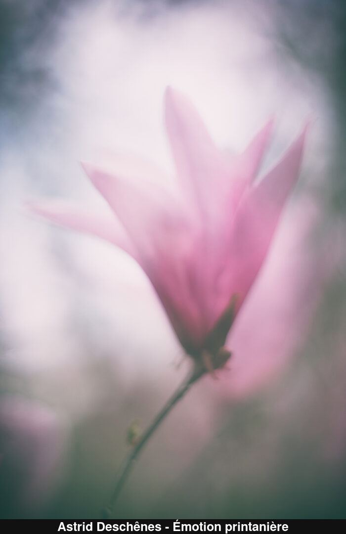 (C) Auteur de la photographie - Respectez le droit d'auteur