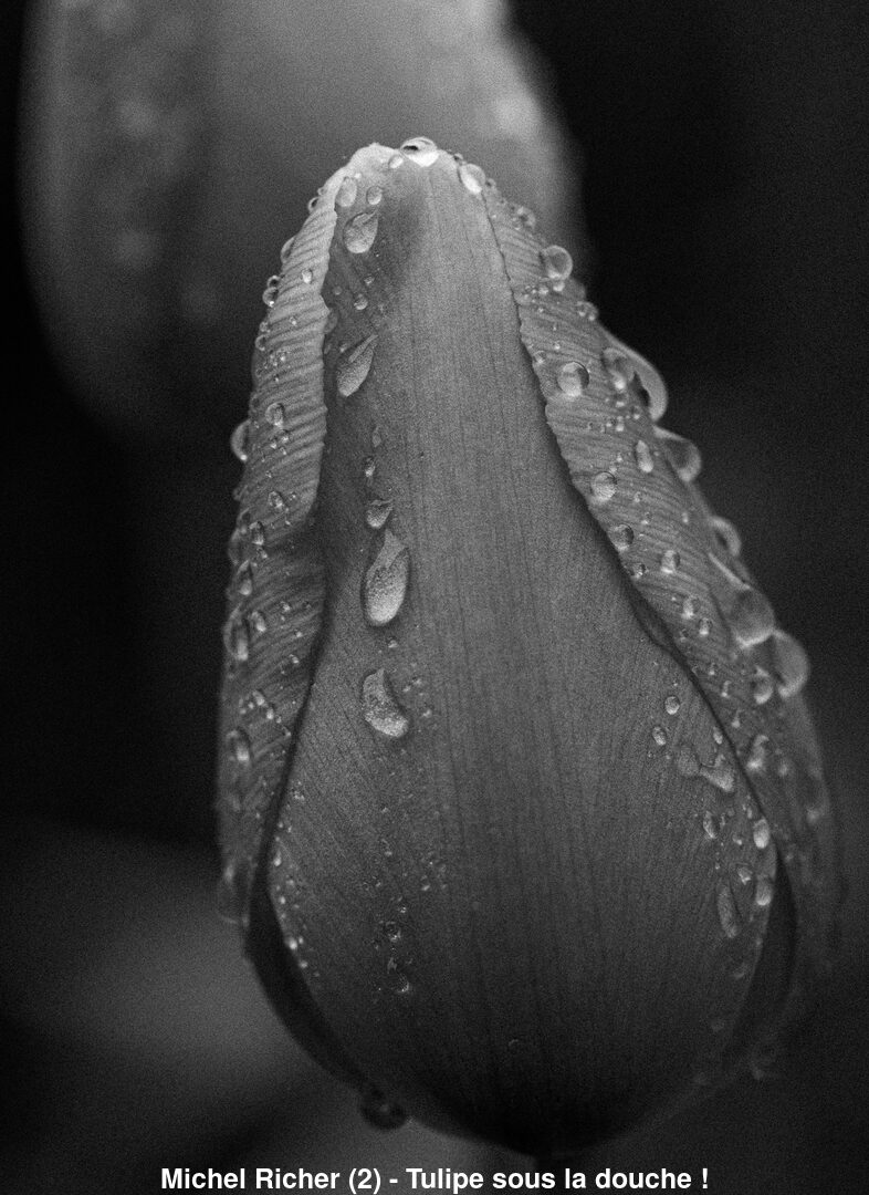 (C) Auteur de la photographie - Respectez le droit d'auteur