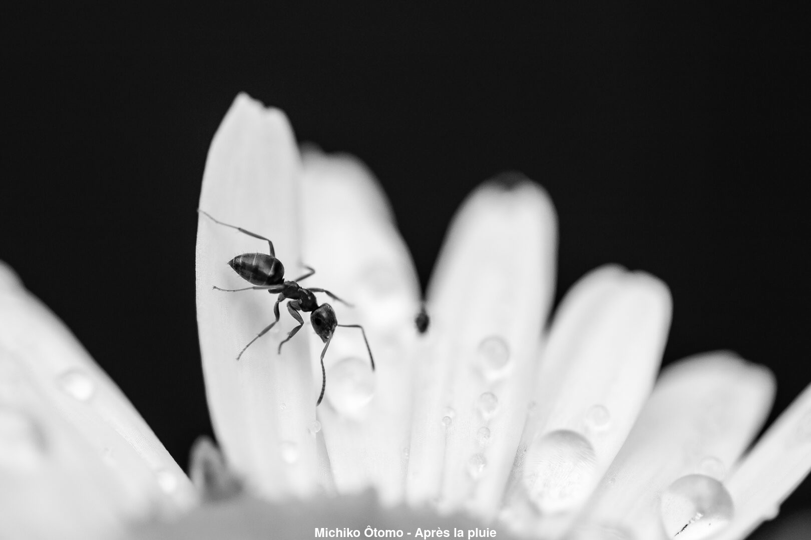 (C) Auteur de la photographie - Respectez le droit d'auteur