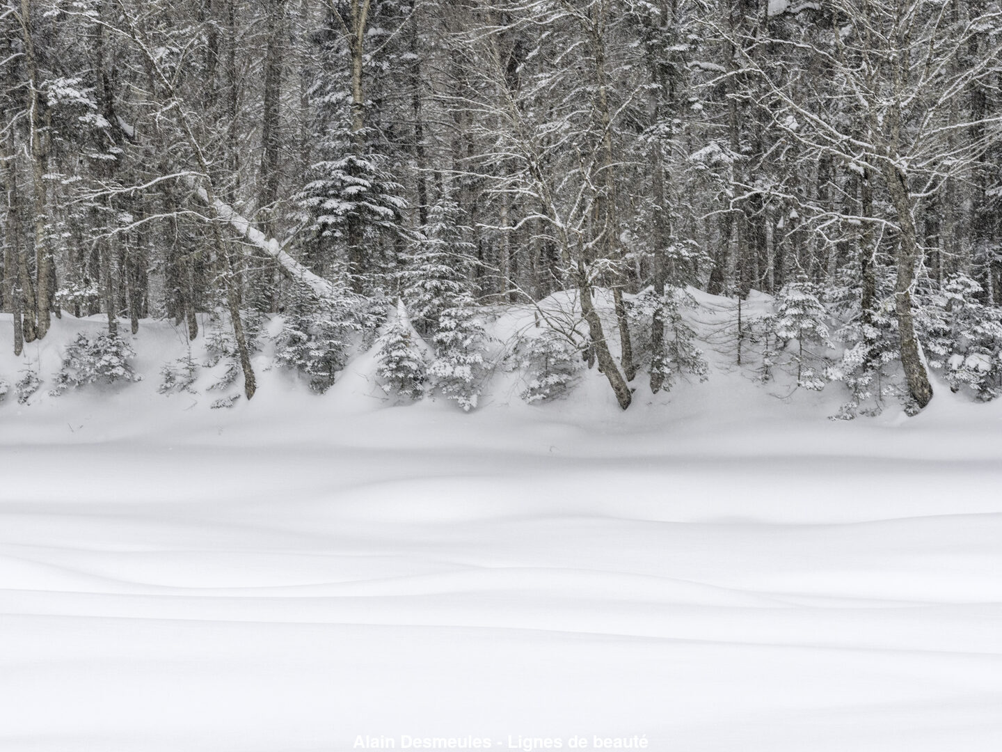(C) Auteur de la photographie - Respectez le droit d'auteur