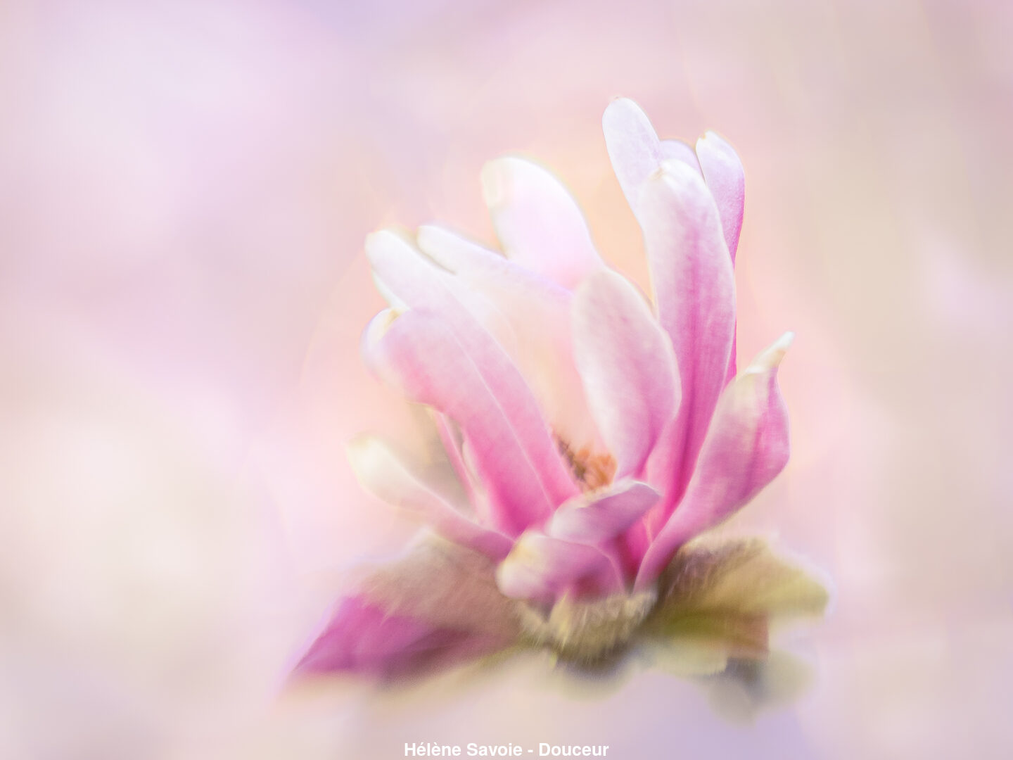 (C) Auteur de la photographie - Respectez le droit d'auteur