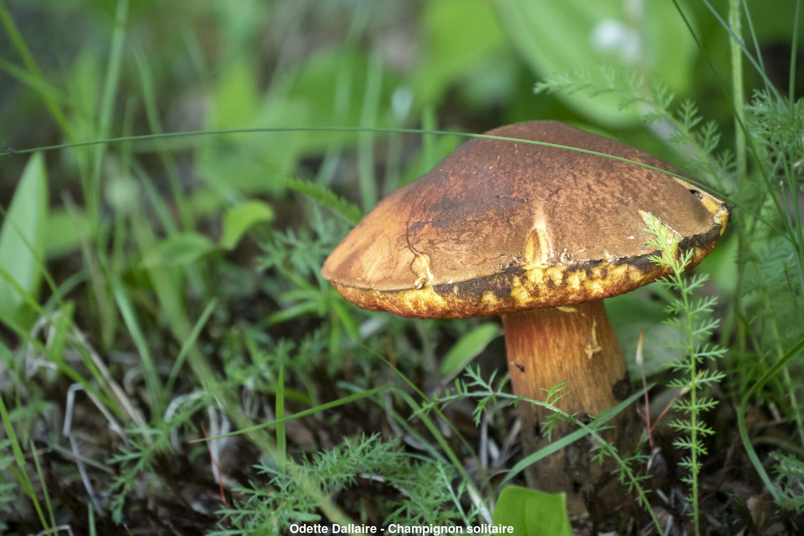 (C) Auteur de la photographie - Respectez le droit d'auteur