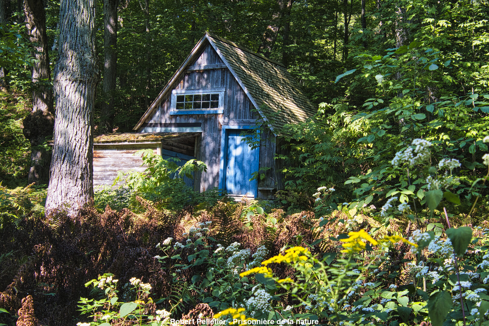 (C) Auteur de la photographie - Respectez le droit d'auteur