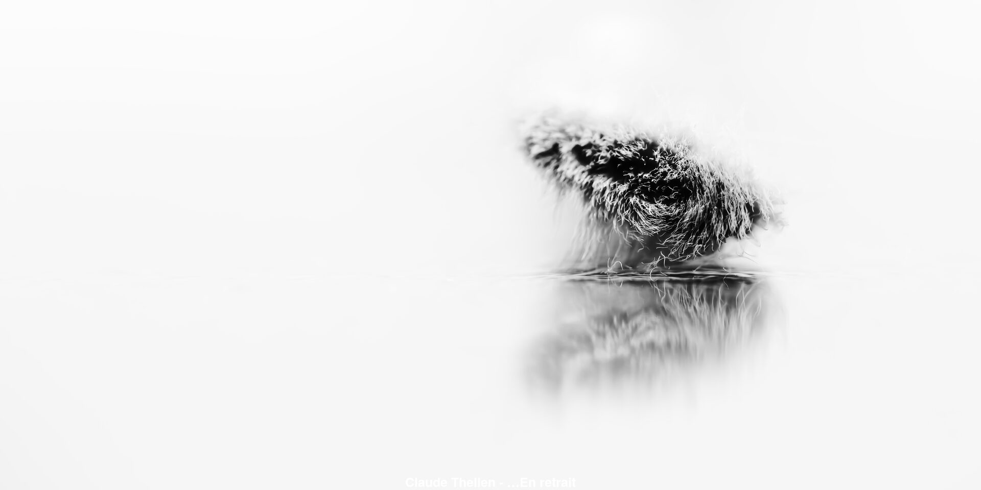 (C) Auteur de la photographie - Respectez le droit d'auteur