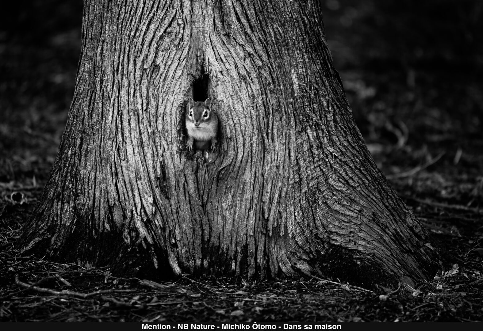 (C) Auteur de la photographie - Respectez le droit d'auteur