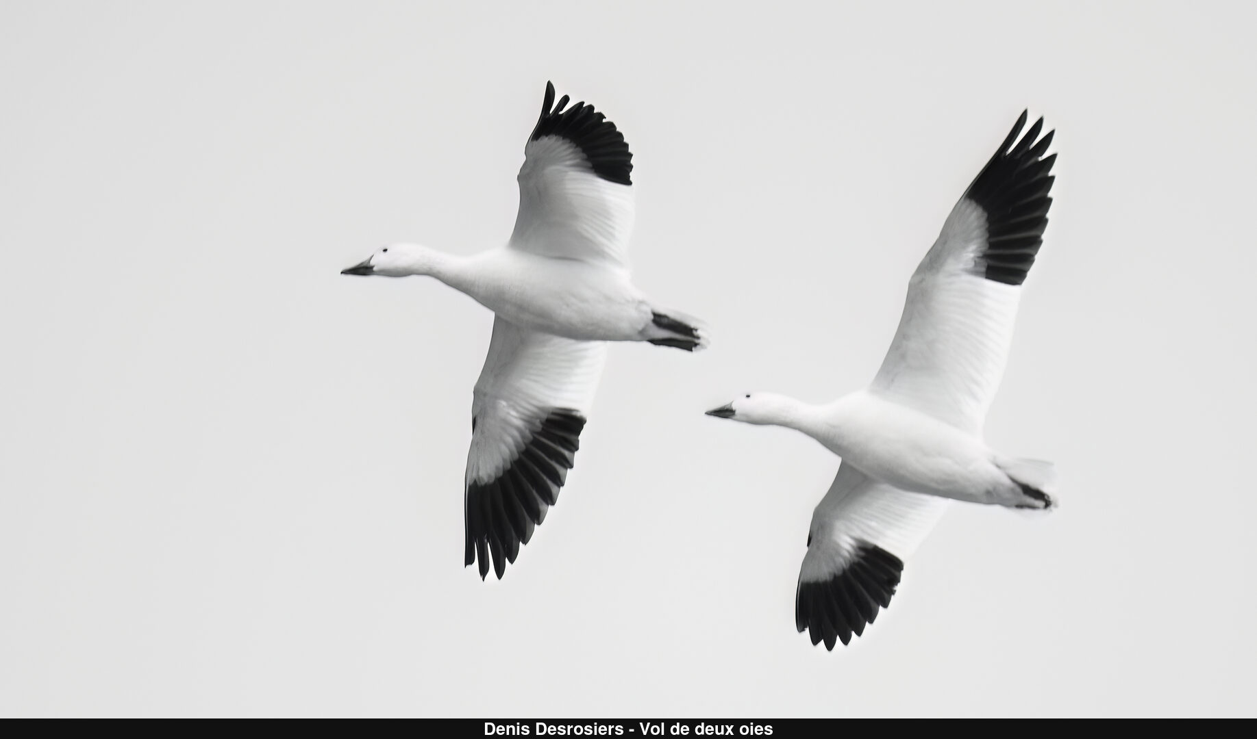 (C) Auteur de la photographie - Respectez le droit d'auteur