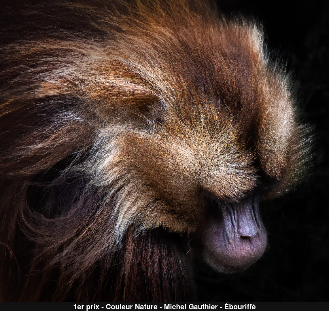 (C) Auteur de la photographie - Respectez le droit d'auteur