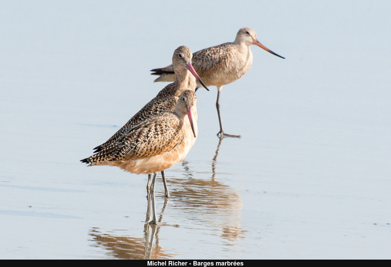 (C) Auteur de la photographie - Respectez le droit d'auteur