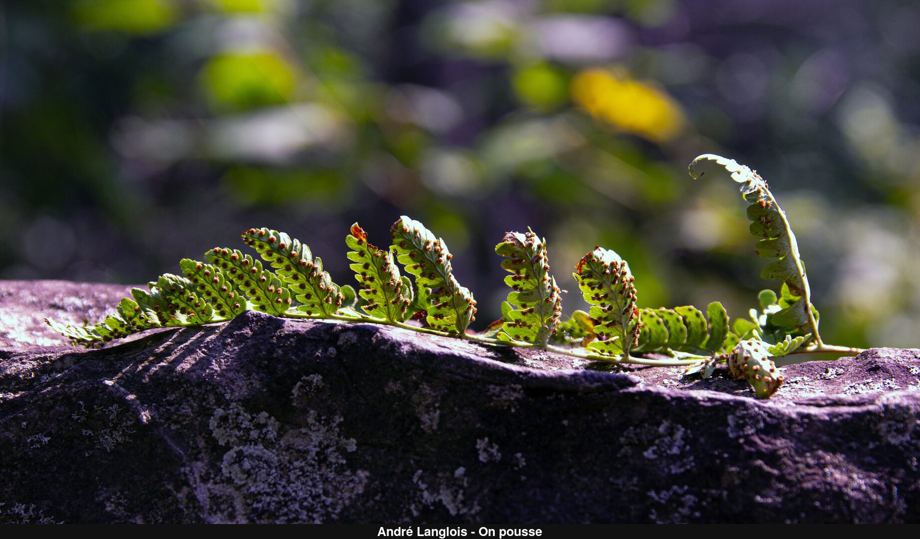 (C) Auteur de la photographie - Respectez le droit d'auteur