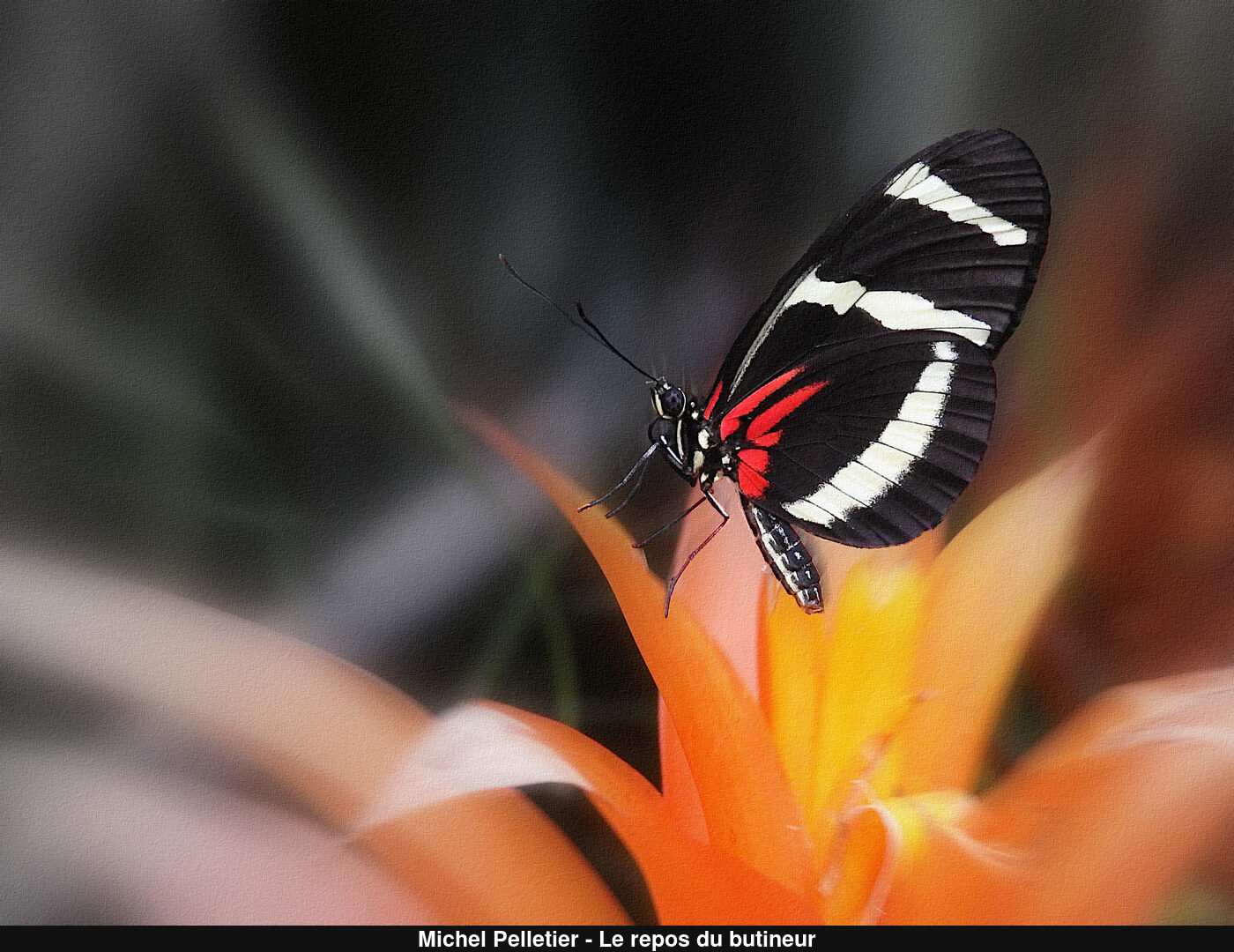 (C) Auteur de la photographie - Respectez le droit d'auteur