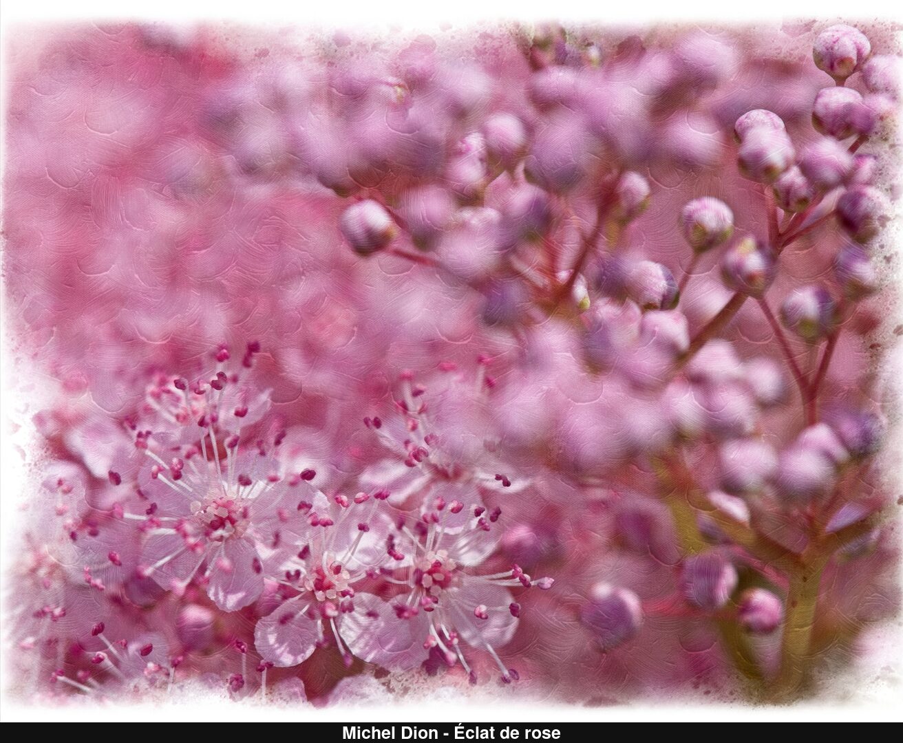 (C) Auteur de la photographie - Respectez le droit d'auteur