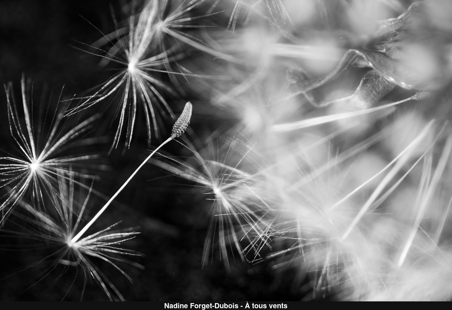 (C) Auteur de la photographie - Respectez le droit d'auteur
