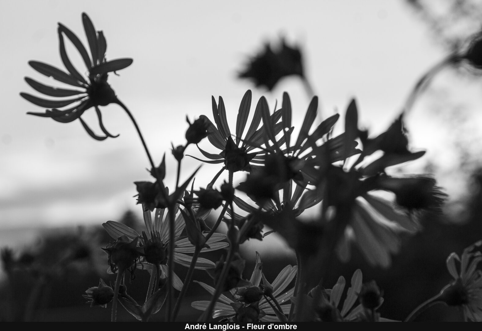 (C) Auteur de la photographie - Respectez le droit d'auteur