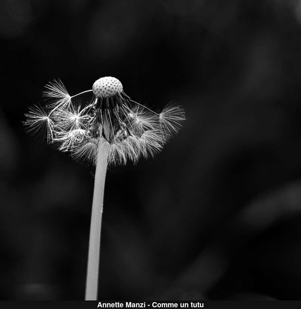 (C) Auteur de la photographie - Respectez le droit d'auteur