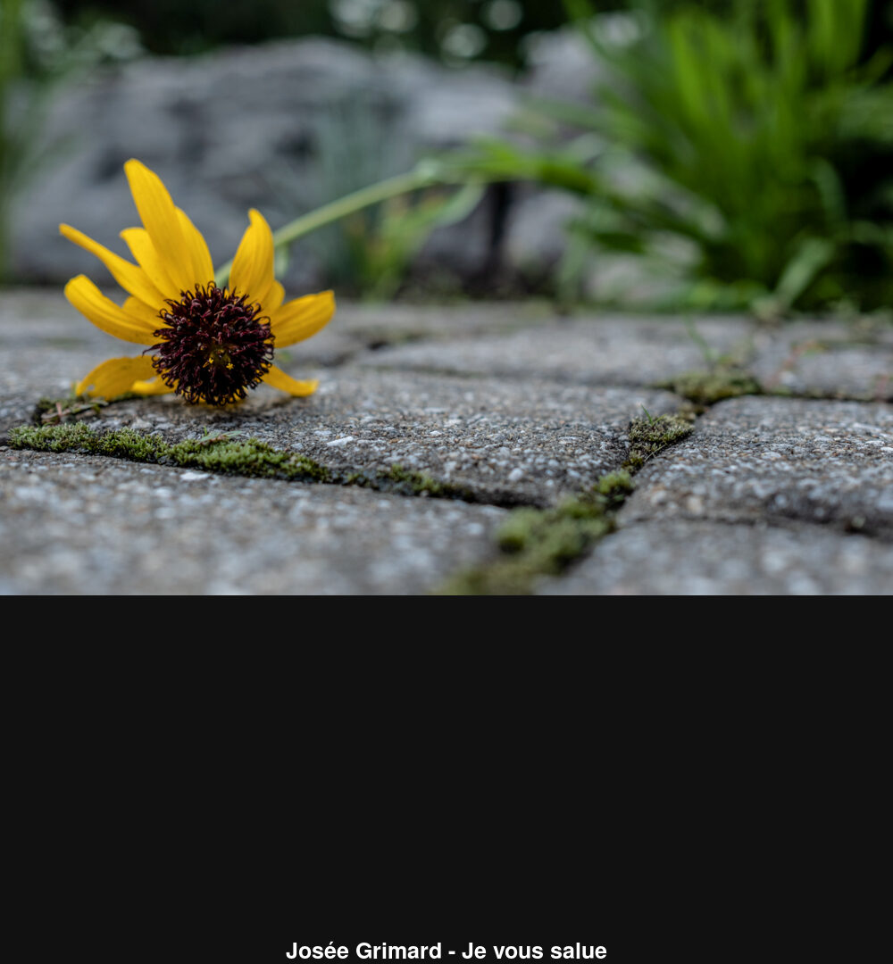 (C) Auteur de la photographie - Respectez le droit d'auteur