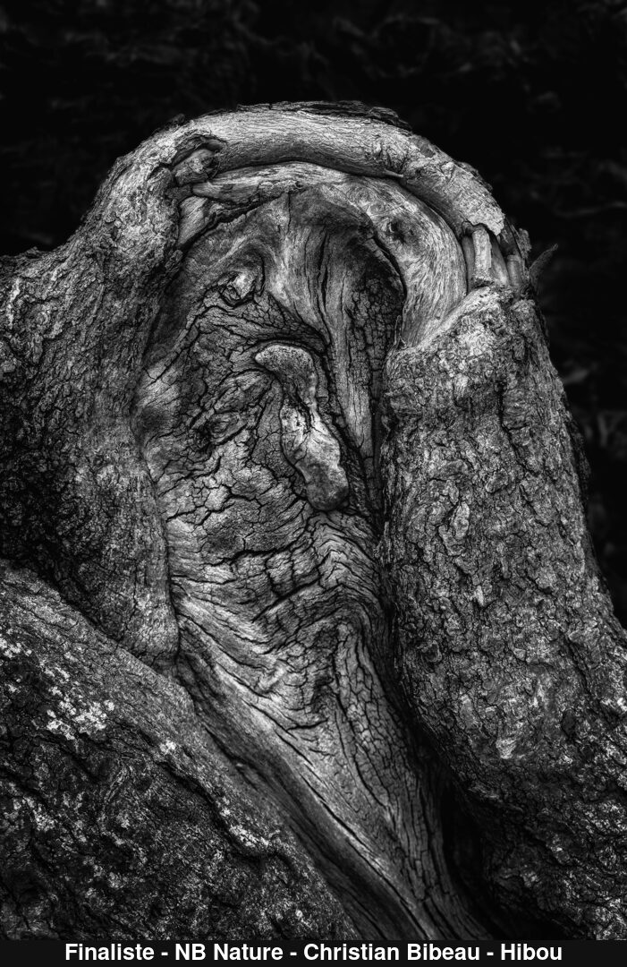 (C) Auteur de la photographie - Respectez le droit d'auteur