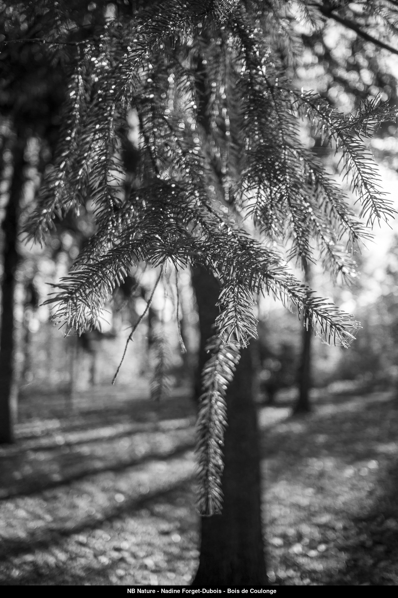 (C) Auteur de la photographie - Respectez le droit d'auteur